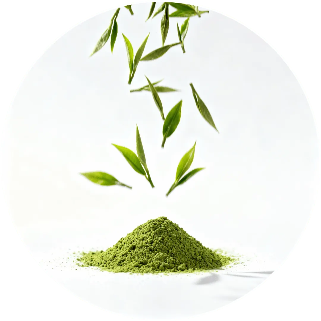 Green tea leaf extract, cétone exogène utilisée dans Fitness Keto